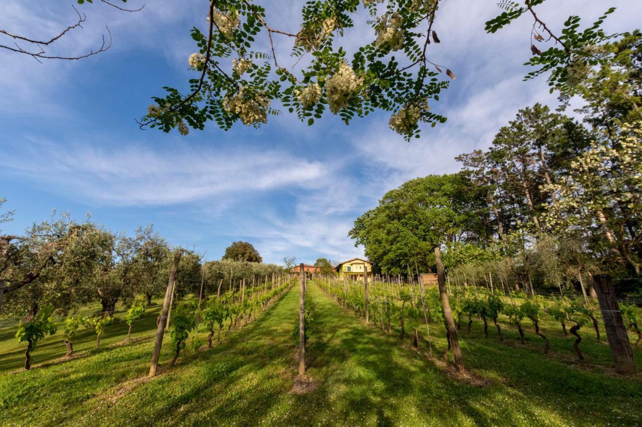 Podere Sant'Antonio Fauglia Exterior photo