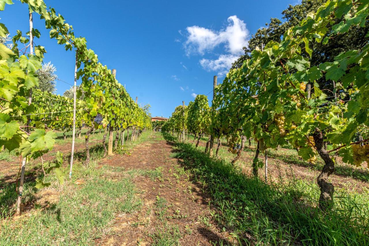 Podere Sant'Antonio Fauglia Exterior photo